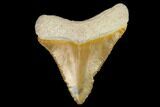 Serrated, Fossil Megalodon Tooth - Florida #122566-1